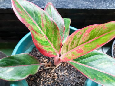 aglonema flower which is named red lipstic. Aglonema leaves with a beautiful complexion Fresh Beautiful Aglonema Plant at Yard.  Abstract colorful of leaves. Popular favourite ornamental plant