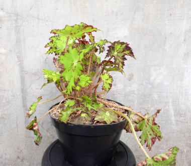 Green leaves Begonia in black pot. Begonias green leaf isolated on white background