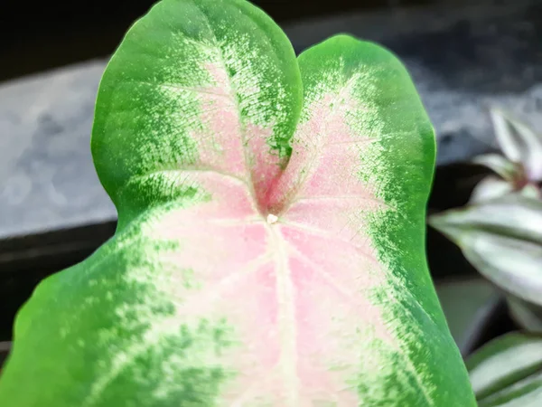 ピンクの愛太郎観賞植物 カラダイウムピンクの愛タロイモ植物は 朝の太陽にさらされる タロイモ工場はカラジウム工場やカラジウム工場の中でも — ストック写真