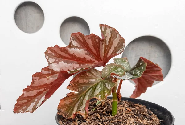 Red White Green Leaves Begolia Tree Angel Wing Begonia Maculata — 스톡 사진