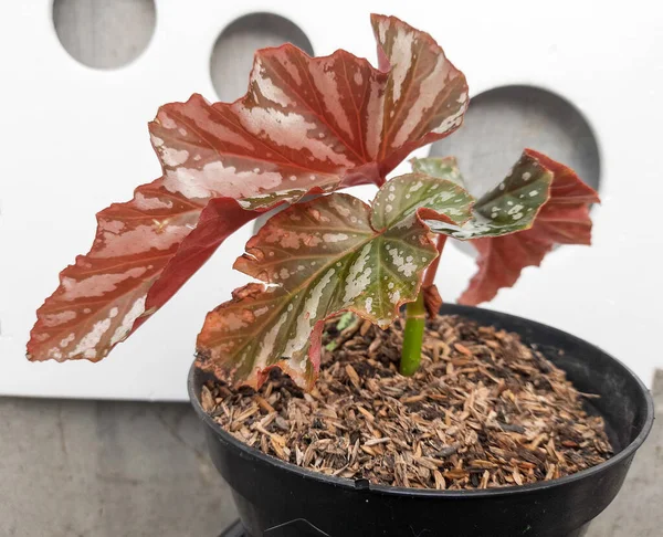 Red white on green leaves begolia tree . Angel Wing Begonia Maculata plant. Flowering houseplant of Begonia. Angel wings shaped leaves with silver specks and clusters of delicate 