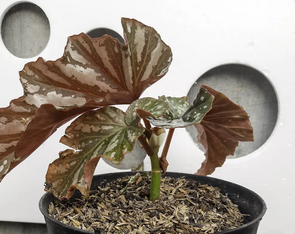 Red White Green Leaves Begolia Tree Angel Wing Begonia Maculata — Stock Fotó