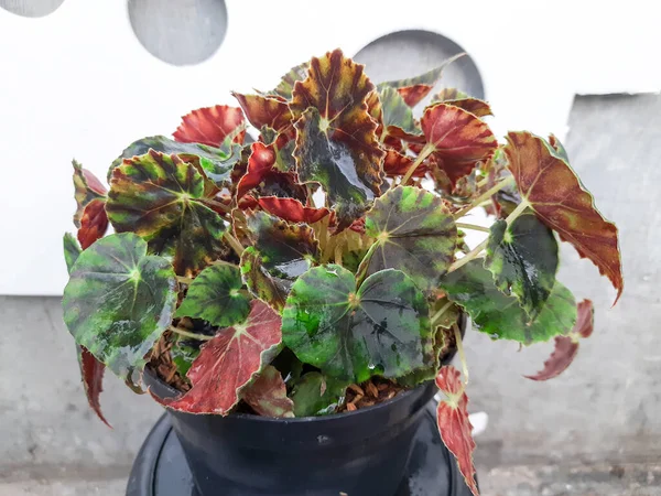 Begonia Red Green Leaves Red Yellow Flowers Green Leaves Close — Stockfoto