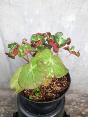 Curly leaves elements of calathea prayer plant begonia with spotted green leaves. Black potted for urban jungle nature lovers indoor.  Begonia is a genus of perennial flowering plants 