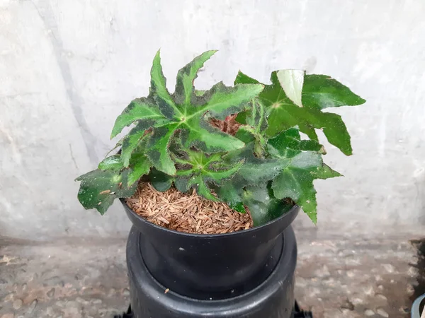 Begonia Green Leaves Pot House Plant Indoor Plants Begonia Leaf — Photo
