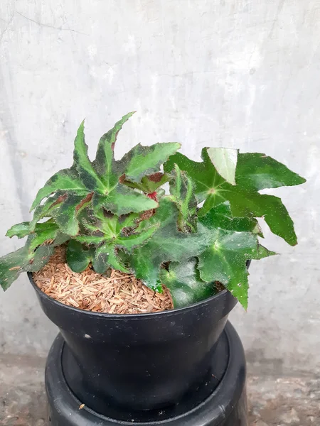 Begonia Green Leaves Pot House Plant Indoor Plants Begonia Leaf — Stock Photo, Image