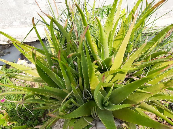 Bahçedeki Aloe Vera Bitkisi — Stok fotoğraf