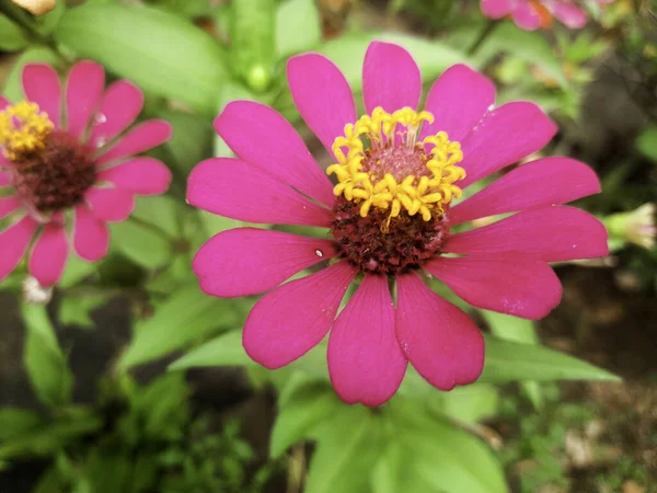 Close Pink Zinnia Angustifolia Close Beautiful Pink Common Zinnia Flowers — Foto de Stock