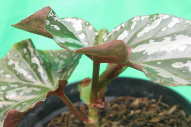 Yeşil arka planı olan begonia maculata. Begonya 'yı kapatın. 