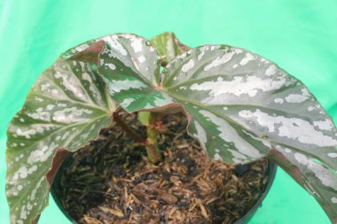 Yeşil arka planı olan begonia maculata. Begonya 'yı kapatın. 