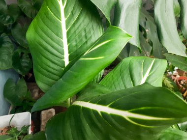 Bahçedeki yeşil yaprakları kapat.