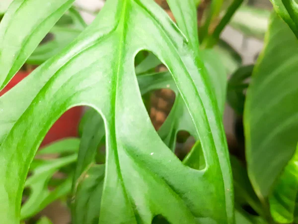 Close Green Leaves Garden — Stock Photo, Image