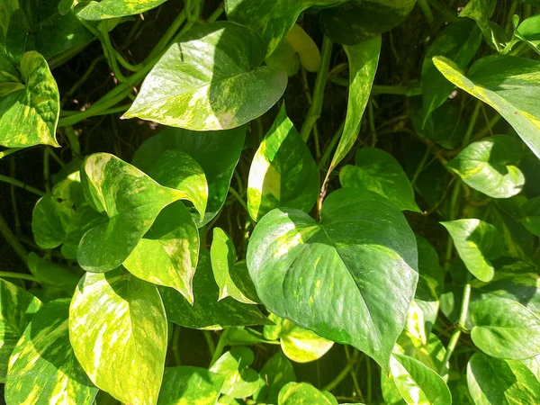 Cerca Hojas Verdes Jardín — Foto de Stock