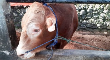 Dairy cows feeding in a free livestock stall. cattle in the open stall. Dairy cows in a row 