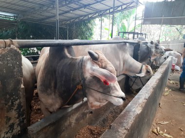 Dairy cows feeding in a free livestock stall. cattle in the open stall. Dairy cows in a row 