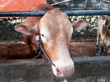 Dairy cows feeding in a free livestock stall. cattle in the open stall. Dairy cows in a row 