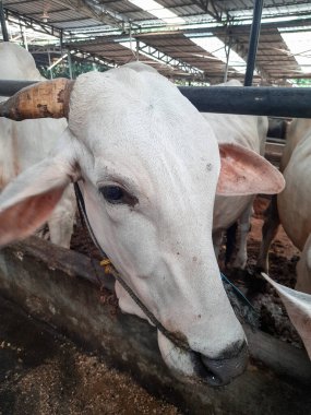 Dairy cows feeding in a free livestock stall. cattle in the open stall. Dairy cows in a row 