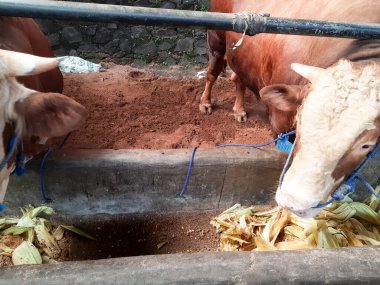 head cow in a cage. Dairy cows feeding in a free livestock stall. cattle in the open stall.