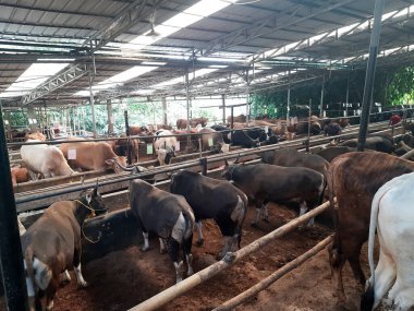 Dairy cows feeding in a free livestock stall. cattle in the open stall. Dairy cows in a row 