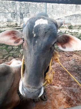 head cow in a cage. Dairy cows feeding in a free livestock stall. cattle in the open stall.