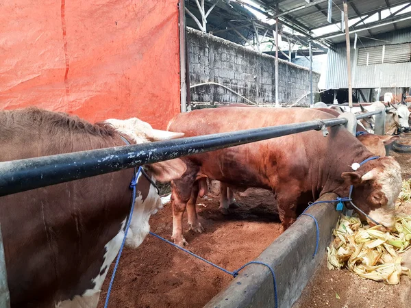 Dairy cows feeding in a free livestock stall. cattle in the open stall. Dairy cows in a row