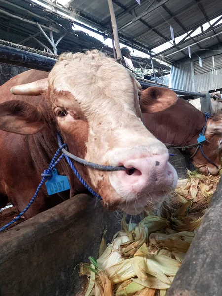 Dairy cows feeding in a free livestock stall. cattle in the open stall. Dairy cows in a row