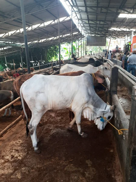 Dairy cows feeding in a free livestock stall. cattle in the open stall. Dairy cows in a row