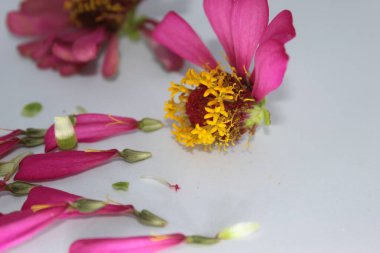 Beyaz arkaplanlı mor çinia yaprakları. Güzel Terry canlı pembe zinnia çiçeği, beyaz arka planda izole, makro