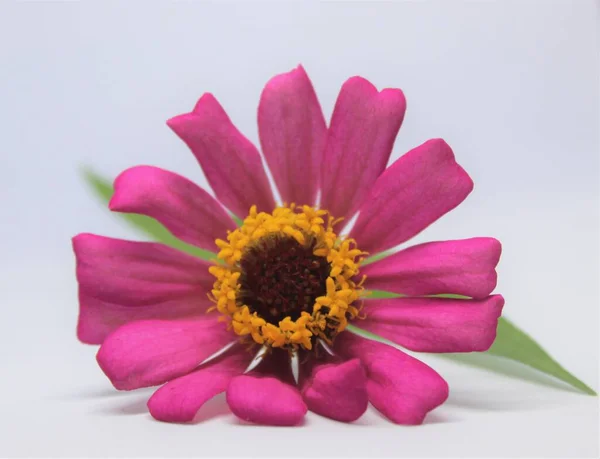 Beyaz Arka Planda Güzel Bir Zinnia Pembe Çiçeği Güzel Çiçek — Stok fotoğraf