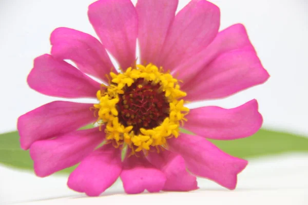 Beautiful Zinnia Pink Flower White Background Beautiful Blossom Pink Zinnia — Stock Photo, Image