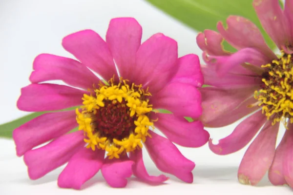 Beyaz Arka Planda Iki Güzel Zinnia Pembe Çiçeği Üst Manzara — Stok fotoğraf