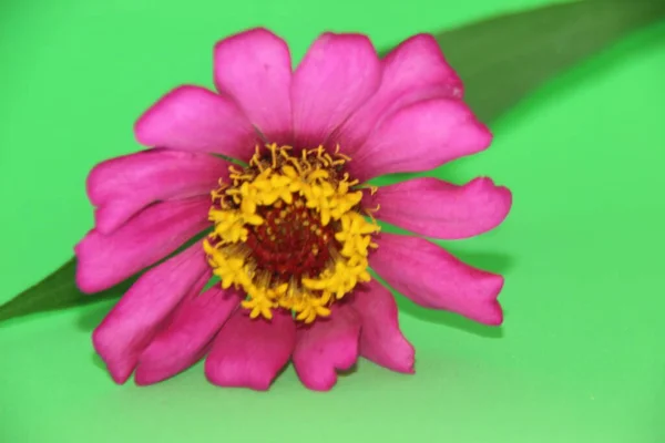 Yeşil Arka Planda Güzel Bir Zinnia Pembe Çiçeği Bulanık Yeşil — Stok fotoğraf