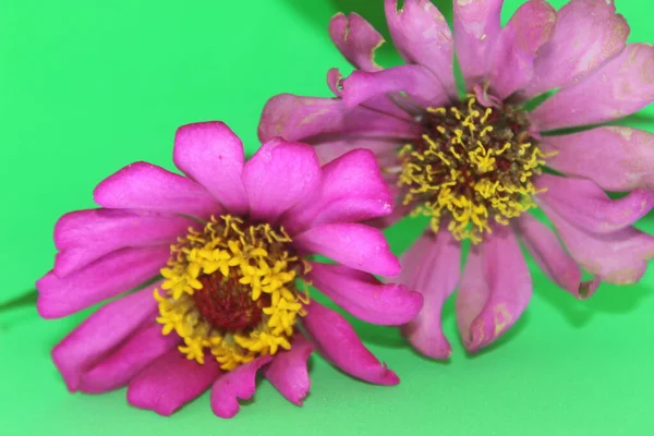 Dois Zinnia Rosa Flor Fundo Verde Flores Zinnia Rosa Fundo — Fotografia de Stock