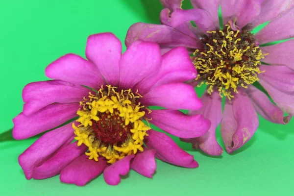 Dois Zinnia Rosa Flor Fundo Verde Flores Zinnia Rosa Fundo — Fotografia de Stock