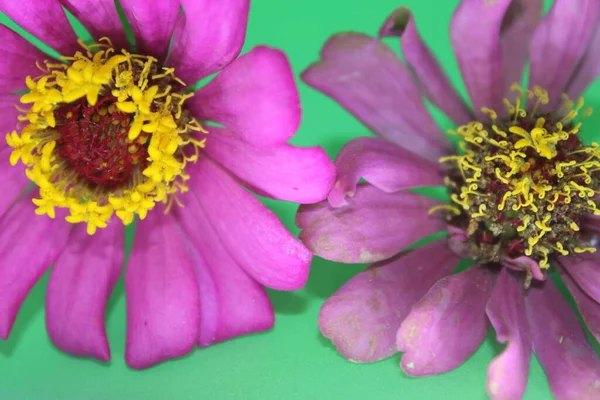 Dois Zinnia Rosa Flor Fundo Verde Flores Zinnia Rosa Fundo — Fotografia de Stock