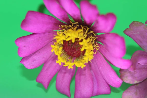 美丽的兰花 绿色背景的粉红色花朵 在模糊的绿色背景上开着盛开的一朵美丽的大粉色紫苏花的近景 照片上有柔软的焦点 — 图库照片