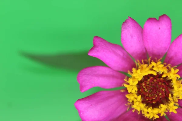 Krásná Zinková Růžová Květina Zeleném Pozadí Zblízka Jeden Krásný Velký — Stock fotografie