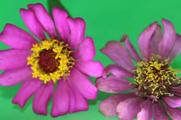 Yeşil Arka Planda Iki Zinnia Pembe Çiçeği Yeşil Arka Planda — Stok fotoğraf