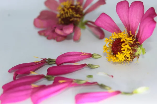 美丽的两朵紫红色的花 背景是白色的 俯瞰全景 集橙花 紫罗兰花 花为一体 背景为白色 可作实木相片 家居植物 — 图库照片