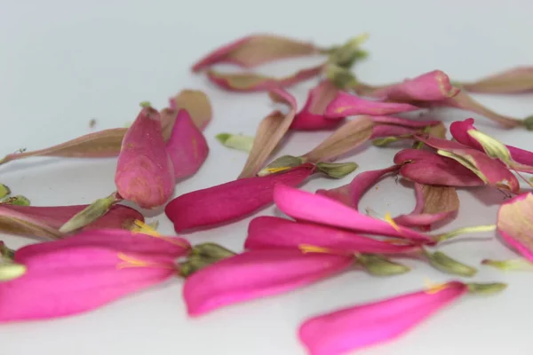 분홍색지니아 가까이 아름다운 분홍색 꽃잎들 분홍색 아연입니다 배경에 고립된 — 스톡 사진