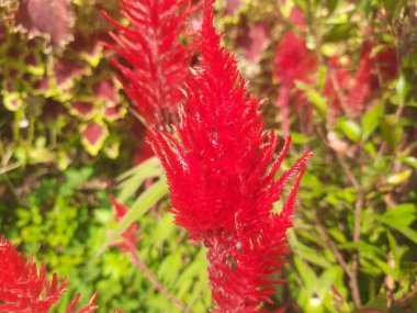 Kırmızı Celosia Argentea, yaygın olarak Plumed Horoz Tarağı ya da Gümüş Horoz Tarağı olarak bilinir.. 