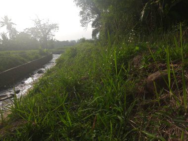 Sabahları nehir manzarası akar