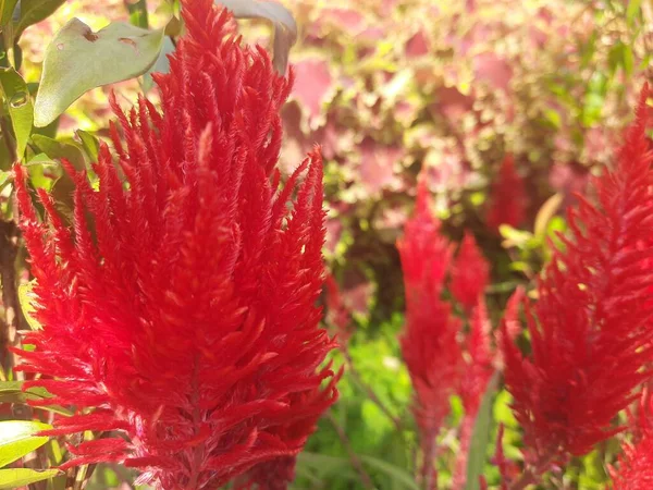 Rote Celosia Argentea Allgemein Bekannt Als Der Gefiederte Hahnenkamm Oder — Stockfoto