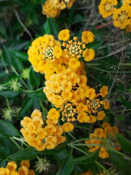 Flor Amarela Alyssum Fechar Das Flores Amarelas Aurinia Saxatilis Uma — Fotografia de Stock