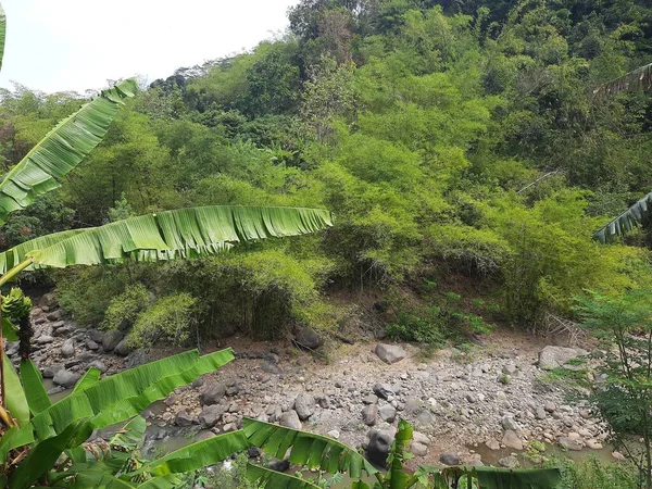 緑の木々の間に石で川 川岸の間を流れる山の中の川 — ストック写真