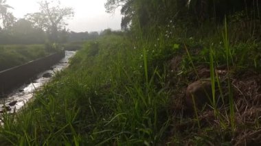 Sabahları nehir manzarası akar