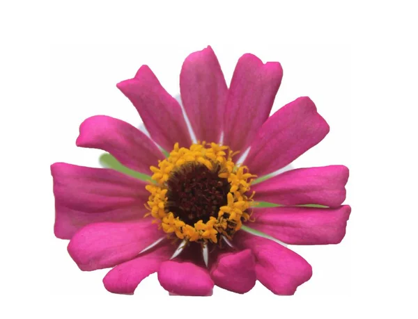 Beautiful Zinnia Pink Flower White Background Beautiful Blossom Pink Zinnia — Stock Photo, Image