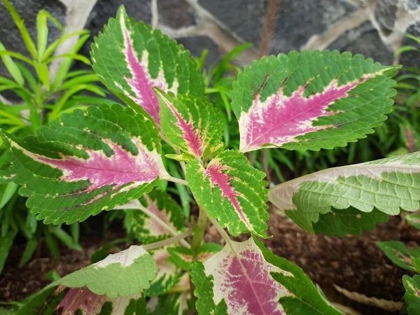 식물원의 분홍빛 콜레우스 식물의 사진입니다 Plectranthus Scutellarioides Heirbloom Coleus Blumei — 스톡 사진