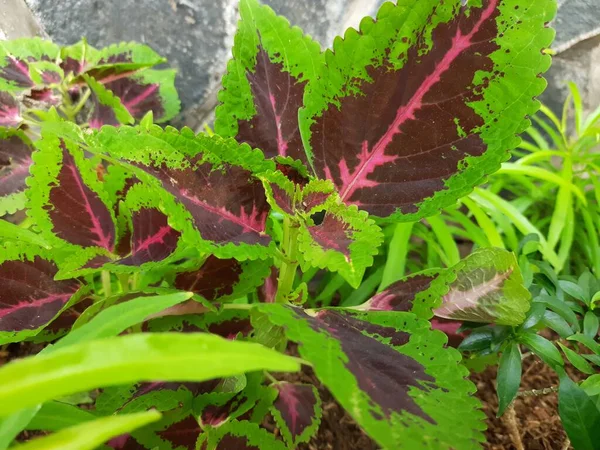 Coleus Púrpura Flor Nombre Científico Coleus Scutellarioides Con Colores Follaje — Foto de Stock