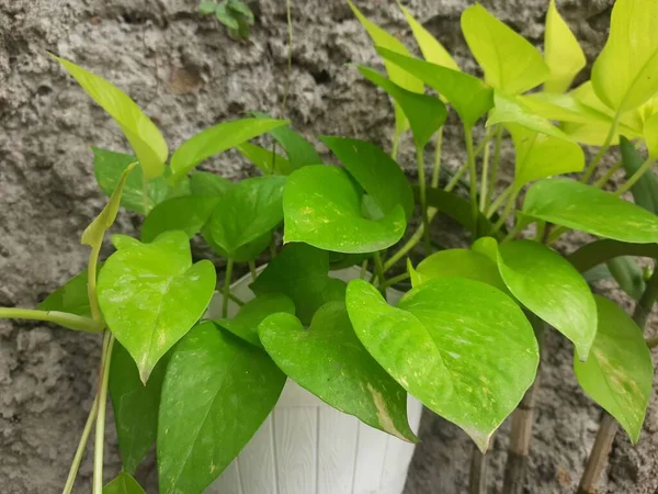 Beautiful Green Leaves Houseplant Indoor Plant — Stock Photo, Image